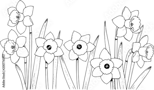 Cuadro en lienzo Black and white line of daffodil flowers with green leaves a white background fl