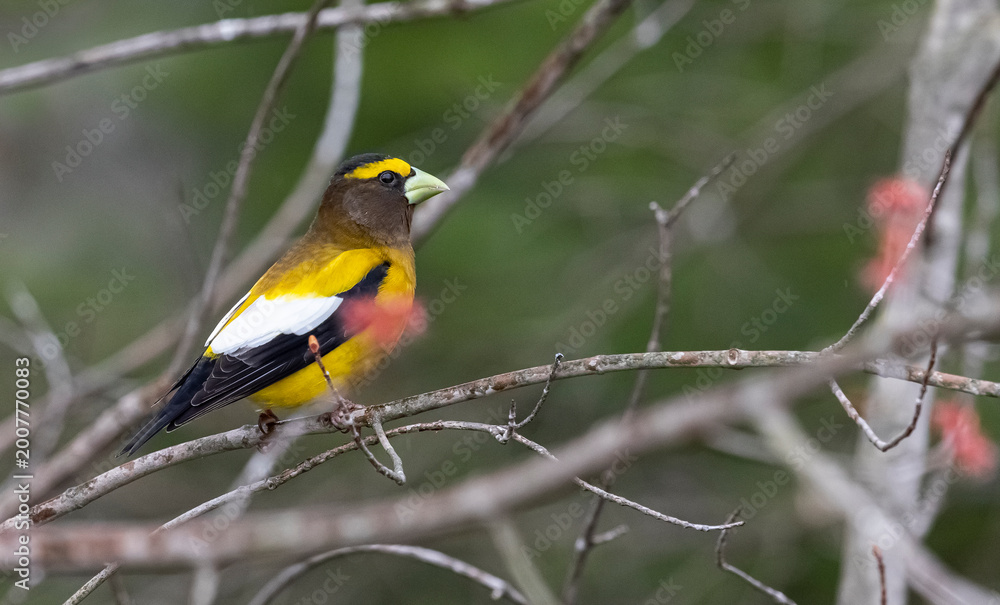 Obraz premium Evening grosbeak 