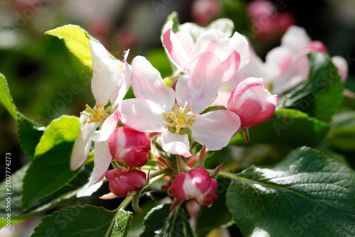 Apfelblüten