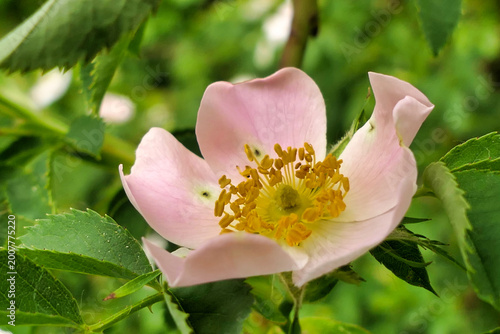 Canvastavla Close up of a Dog Rose (Rosa canina)