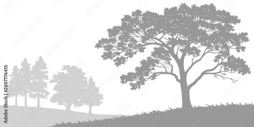 Fototapeta premium Solitary deciduous tree silhouette on grassy hill with distant misty forest horizon in monochrome plant life silhouette deciduous landscape monochrome environment
