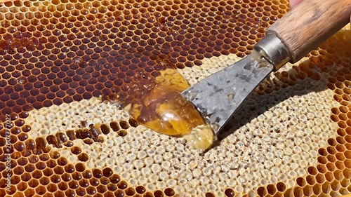Close up of honeycomb being harvested with sunlight and texture