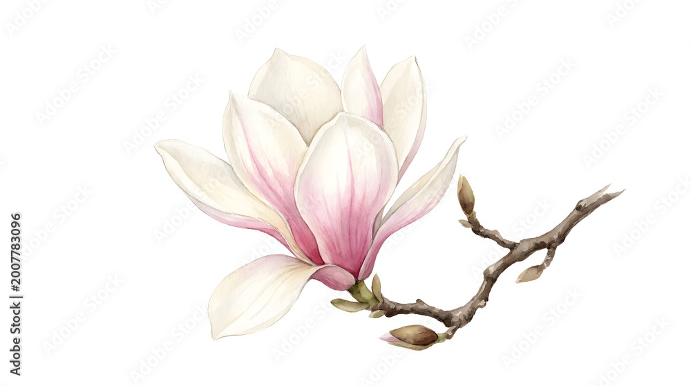Obraz premium Elegant White and Pink Magnolia Blossom on a Branch Isolated on White background