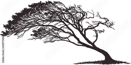 Fotografie Wind-swept tree silhouette with sparse foliage bent dramatically by strong gusts