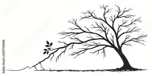 Photos Leafless tree silhouette with exposed roots and a severely broken cracked branch