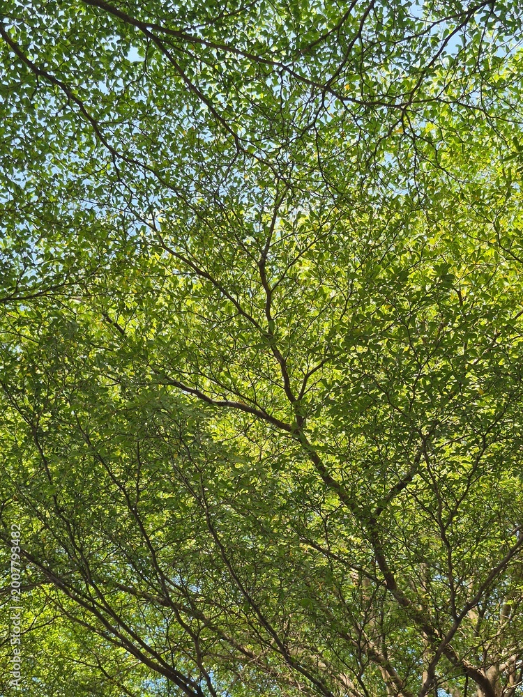 Fototapeta premium trees in the forest