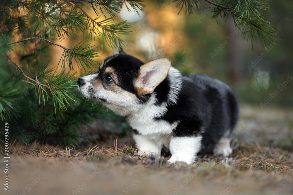 Fototapeta premium cute welsh corgi pembroke puppy exploring the forest
