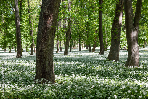 Scenic view of a historic park in Dolna Krupa, Slovakia, with tall trees rising from a blooming white carpet of wild garlic in spring