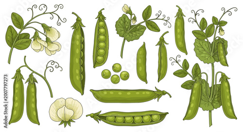 Bild auf Leinwand Green pea pods, vegetables, peas, garden peas, legumes, illustration, vector gra
