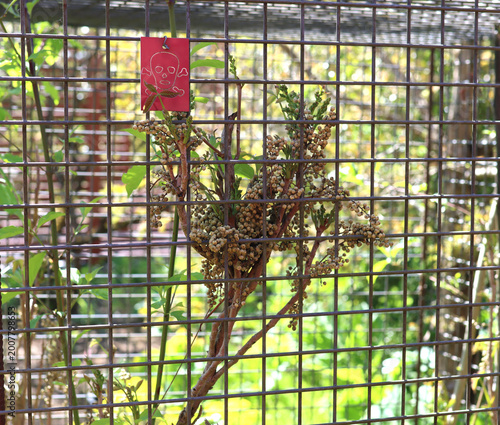 Canvas-taulu plante nocive