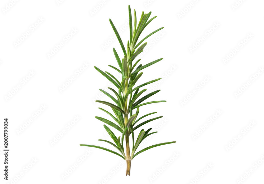 Fototapeta premium Spruce tree branch isolated on transparent background