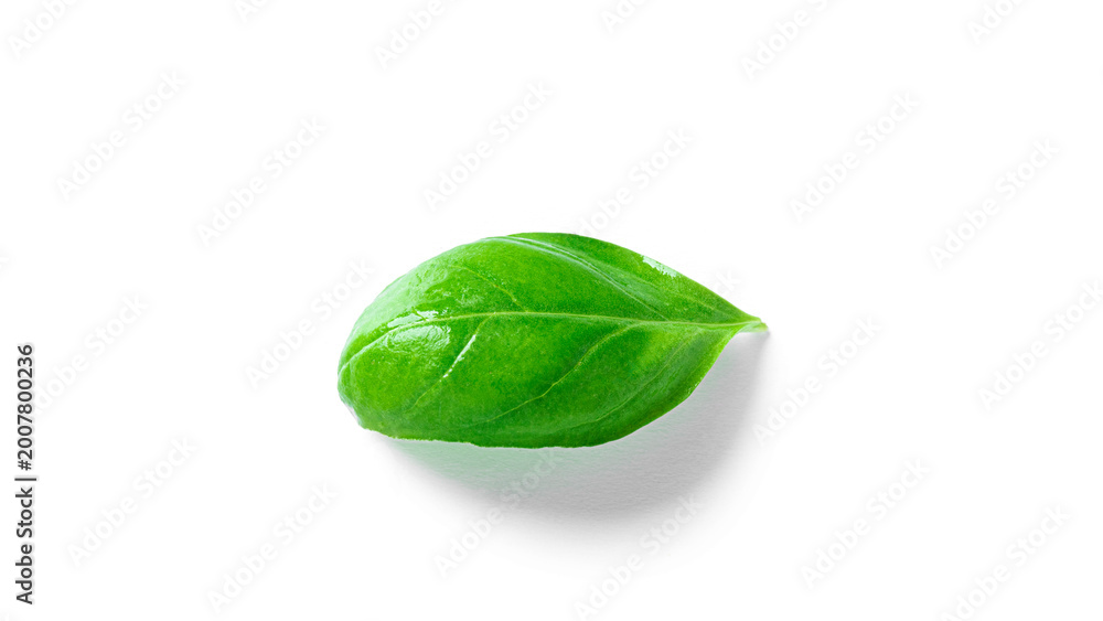 Fototapeta premium Basil isolated on a white background. Fresh basil leaves.