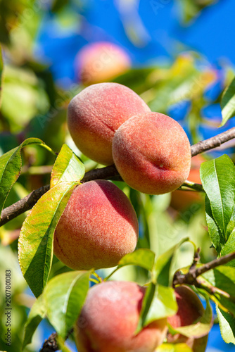 Peach on a branch in the garden. Nature background. Collection of ripe peaches