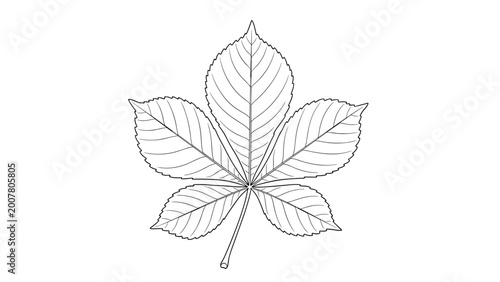 Detailed black and white line drawing of a horse chestnut leaf showing its characteristic five leaflets and jagged edges.