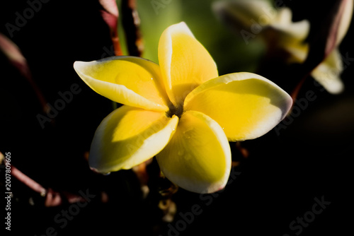 фотографія Fleur de frangipanier au naturel (Plumeria) blanche et jaune avec détails macro