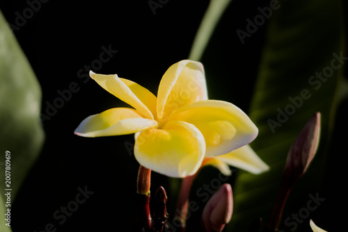 Canvas Print Fleur de frangipanier au naturel (Plumeria) blanche et jaune avec détails macro