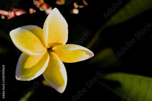 фотографія Fleur de frangipanier au naturel (Plumeria) blanche et jaune avec détails macro