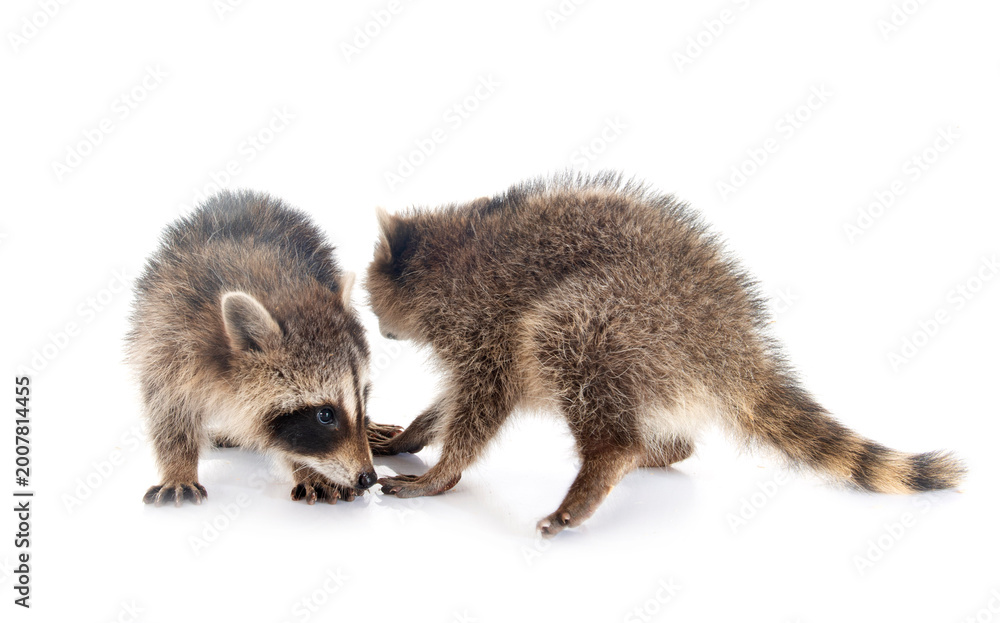 Fototapeta premium young raccoon