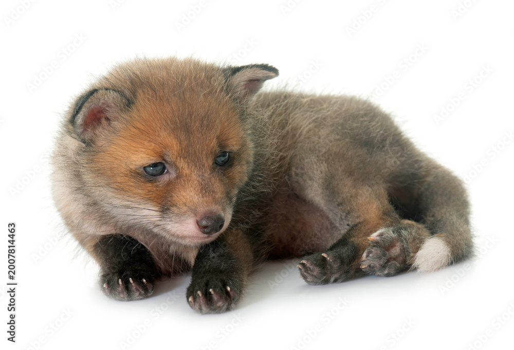 Obraz premium sleeping red fox cub