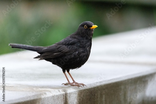 Blackbird standing on concrete ledge. Common garden bird with yellow beak posing in nature. Wild animal wildlife portrait representing spring season and outdoor fauna environment.