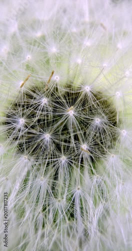 Dandelion (Taraxacum), Auvergne, France.