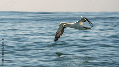 Obraz na plátne Cape gannet flying low over ocean surface