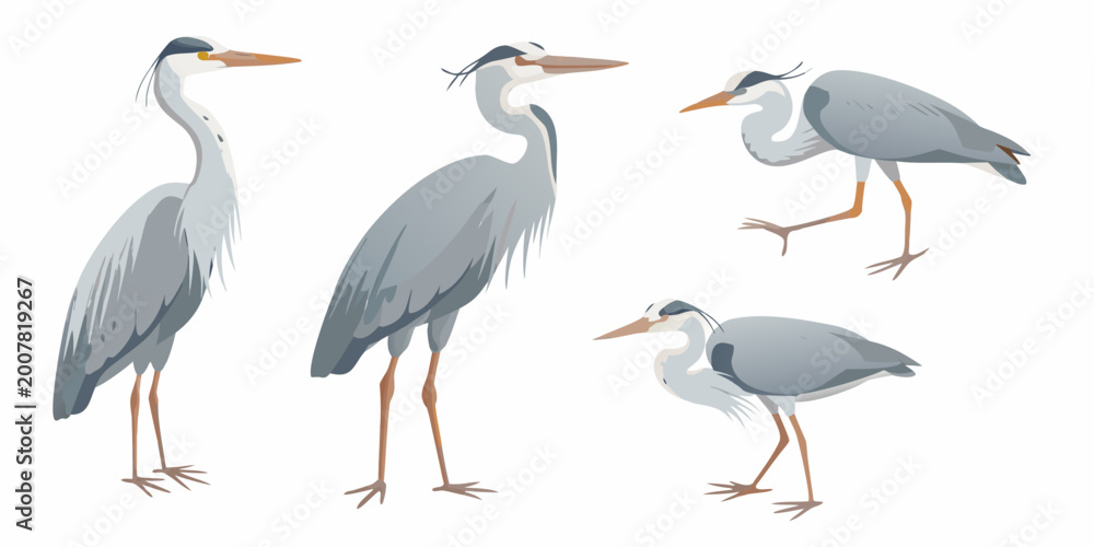 Obraz premium Four grey heron illustrations in various standing and wading poses