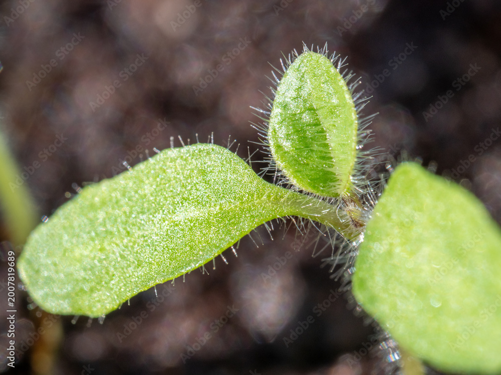 Fototapeta premium Tiny green sprout with fuzzy hairs stands in dark soil