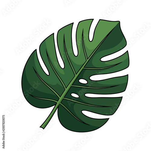 Detailed hand drawn illustration of a single tropical monstera leaf.