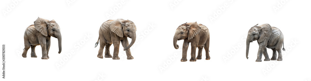 Fototapeta premium Collection of baby african elephant calves walking in different poses as isolated on transparent background