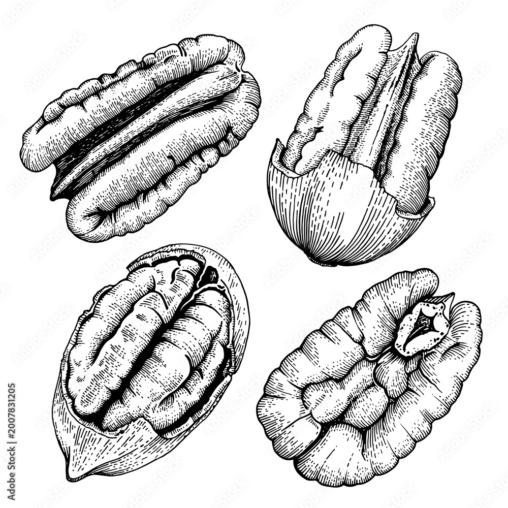 Fototapeta premium Pecan nuts collection hand drawn vector illustration. Set of different pecan kernels and nuts in shells isolated on white. Vintage engraving style for food packaging and menu. 