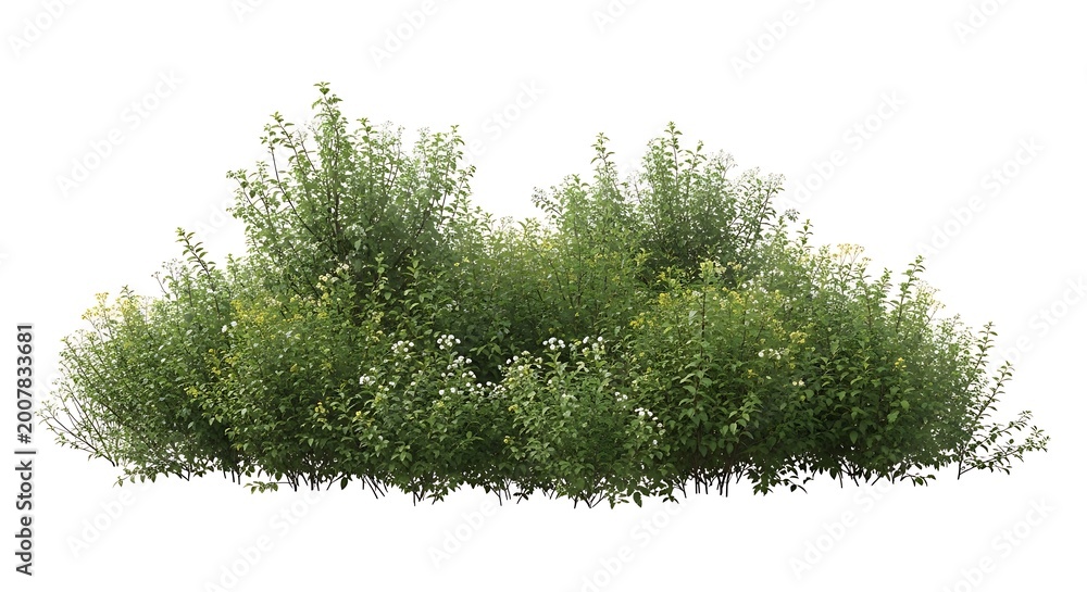 Fototapeta premium Green bush isolated on white background.