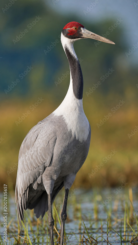 Fototapeta premium Graceful Crane in Wetland: A lone crane, distinguished by its vibrant red head and long neck, stands majestically in a tranquil wetland, embodying elegance in the heart of nature.