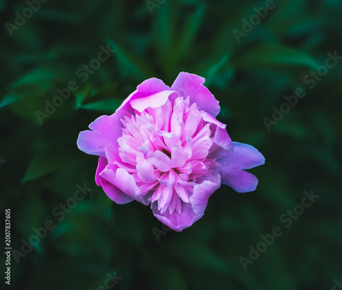 pink peony 