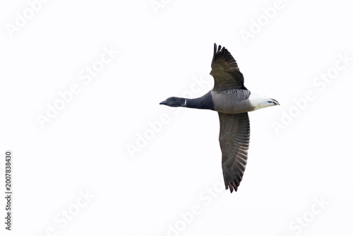 Foto adult brent goose (branta bernicla) of nominate species bernicla in flight, foun