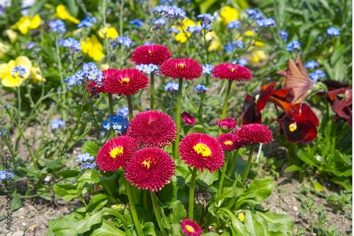 Red double daisies (Bellis perennis) in a spring flowerbed with forget-me-nots