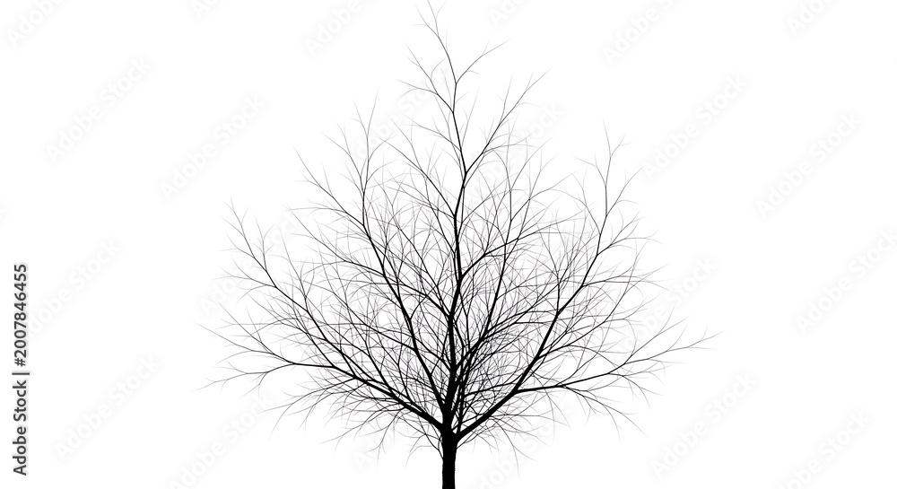 Obraz premium Black vector illustration of a bare winter tree silhouette with a leafless trunk and branches isolated on a white background for nature design
