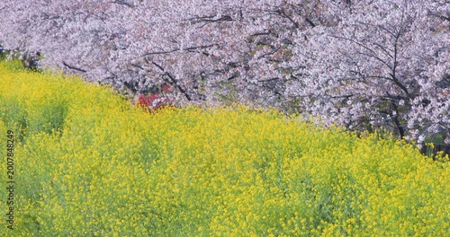 春の訪れを告げる満開の桜と菜の花の美しい風景