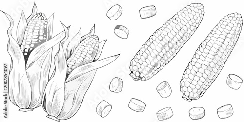 Photos Detailed illustration of corn cobs and kernels black and white
