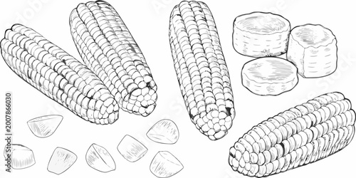 Foto Corn cobs and kernels detailed sketch illustration on white background