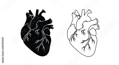 Anatomical illustration of the human heart detailed black and white depiction