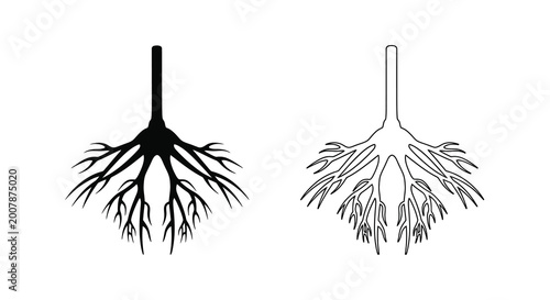 Photos Plant root systems comparison taproot vs fibrous root structures illustrated