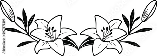 lily flower set mix of buds and full blooms on transparent background
