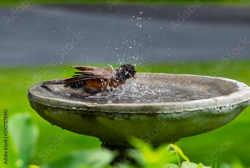 Canvas-taulu American  robin, Turdus migratorius, bird splashing in a bird bath