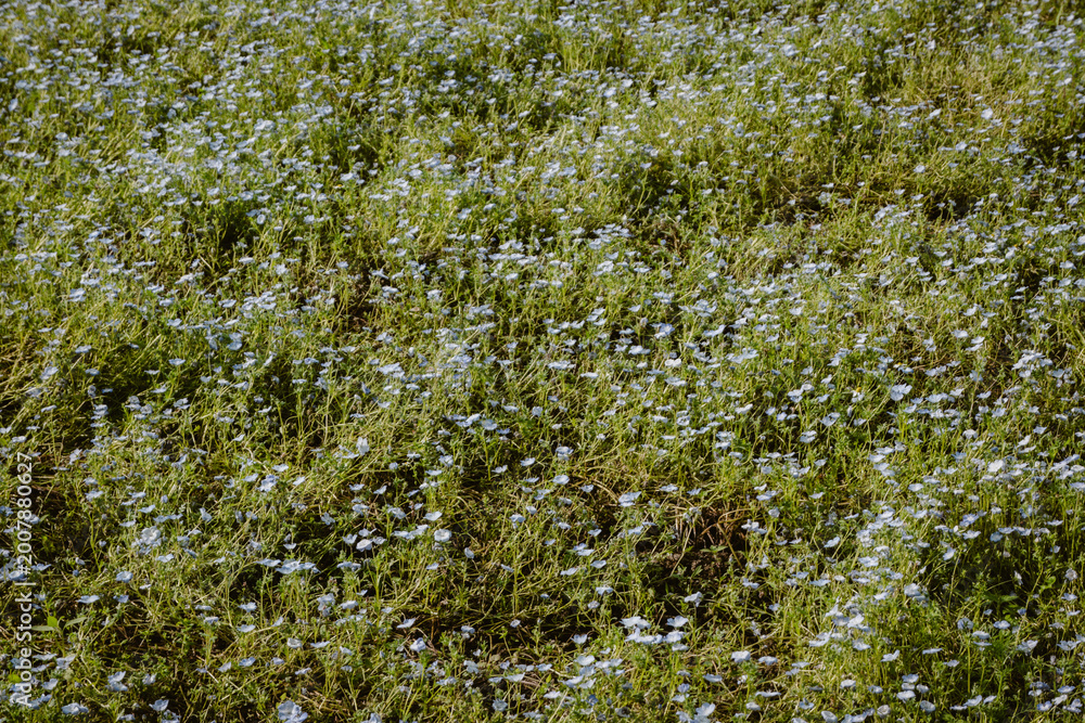 Fototapeta premium Wild flowers, colourful blue flower background of wild growing plants and flowers outdoor at daytime during springtime season in a garden with space for text.