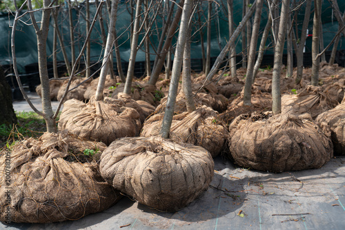 Rows of deciduous tree saplings with burlap-wrapped root balls prepared for transport and landscaping.