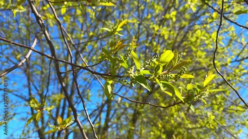 Bright Nature Scene. Sunshine Illuminates Young Leaves In Park. Gentle Wind Moves Delicate Buds Beneath Clear Blue Sky. Vibrant Foliage Emerging As Warm Morning Light Creates Soft Background Blur