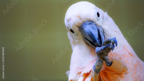 Photography cockatoo in kuala lumpur bird park