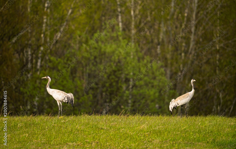 Fototapeta premium Two Common Cranes Walking Through A Green Meadow Near Birch Forest In Spring