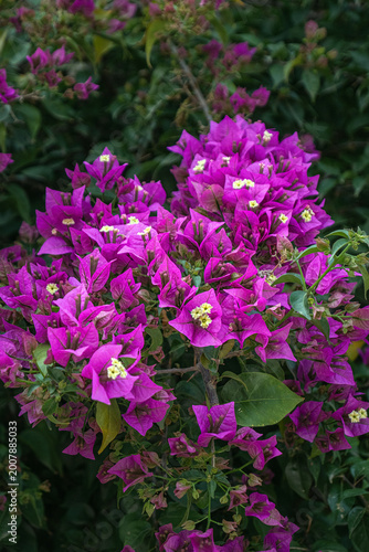 Bougainvillea branches, leaves, and flowers.	